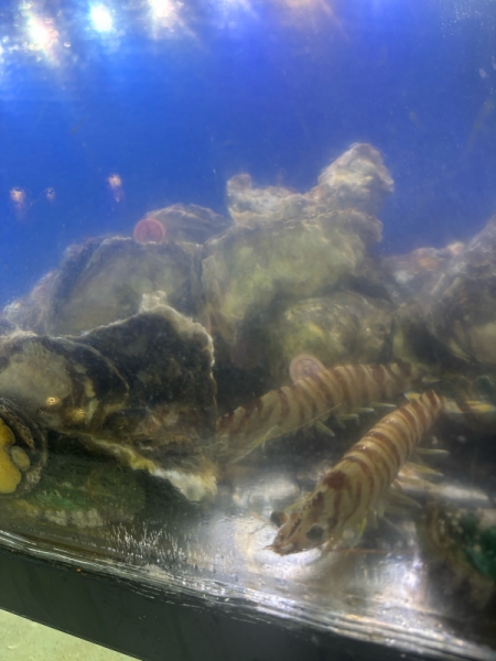 旬のネタが入荷しました